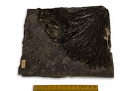 F 01449
<br/>
<br/>
<em></em>